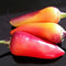 Multicolored Jalapeno